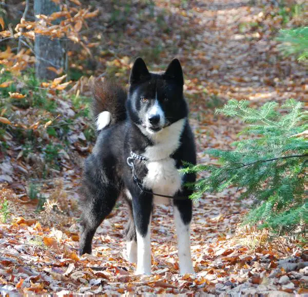 Runningbeardogs Iso Poika Pomo