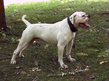 big dicks dogs Big dicks dogs