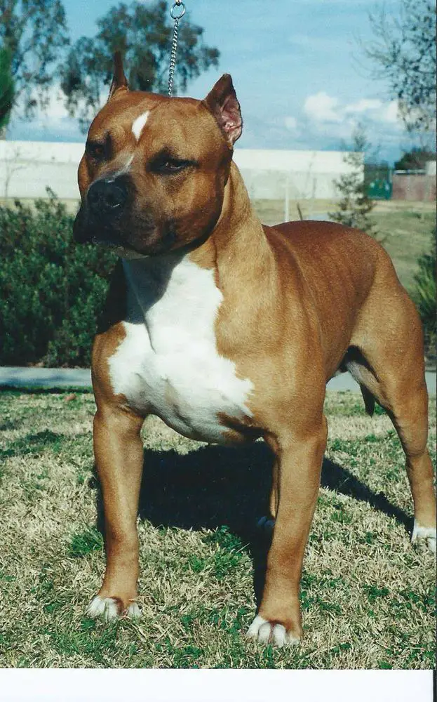 Larum's Daredevil Dakota of Luna