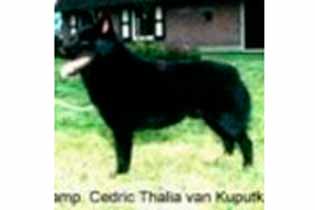 Cedric Thalia v. Kuputkaz