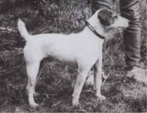 Rebel of Foxwarren (Eskdale and Ennerdale's)