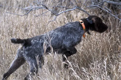 Hunhaven Chukar