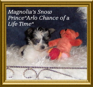 Magnolia's Snow PrinceArlo Chance of a Life Time