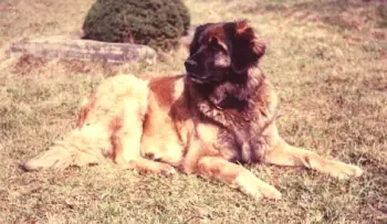 Aska Adak