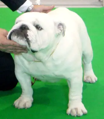 La Chata Quite White
