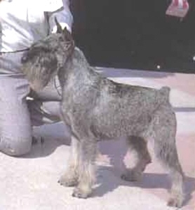 Ginevra del Prillo