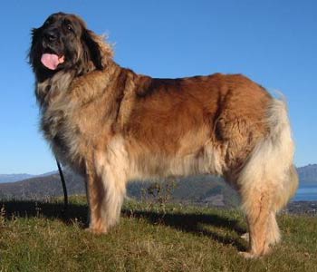 Sjo Bjornens Andante