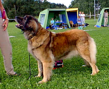 Leowalds Xanthippa v. Lejonhufvud