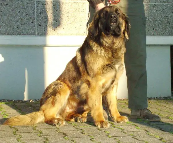 Kaja Ligocka Wataha