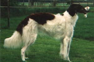 Sabava