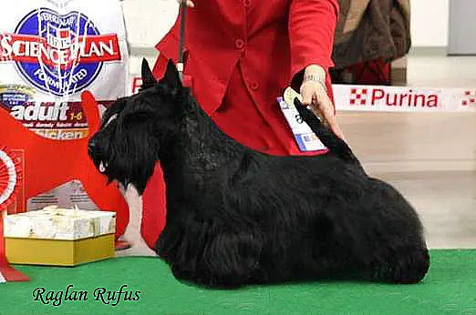 Raglan Rufus