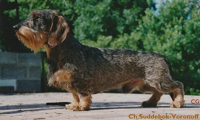 Suddebok - Voronoff