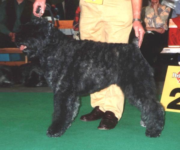 Mayby Raiza v.d. Vanenblikhoeve