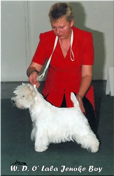 White Diamant O'La La Jenoke Boy