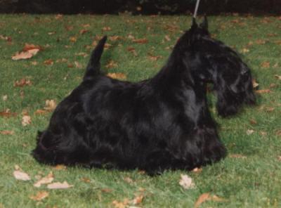Lomondview Granny Black