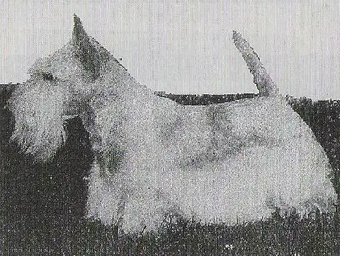 Sandgreg's Toreador at Stuane