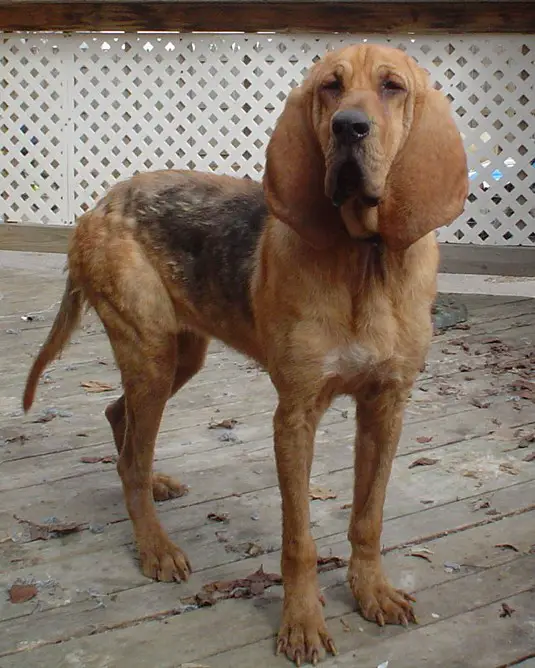 Molli (APR 810-275-3765)