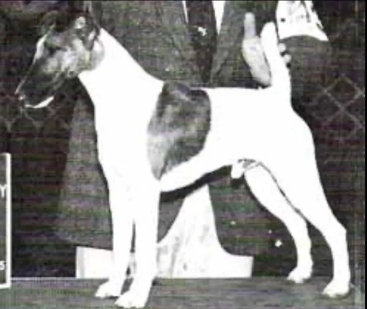 Foxmoor Double Double Chief