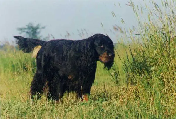Chaparral XLO Rater XL Lent