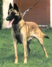 Meta des Ardents Fauves (Malinois)