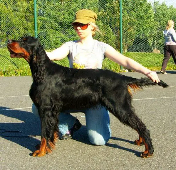 Amscot Diva Belle
