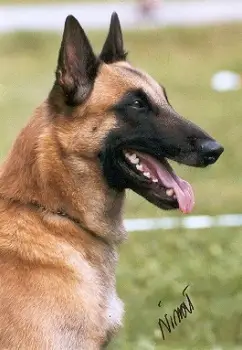 Xilly's Rafel (Malinois)