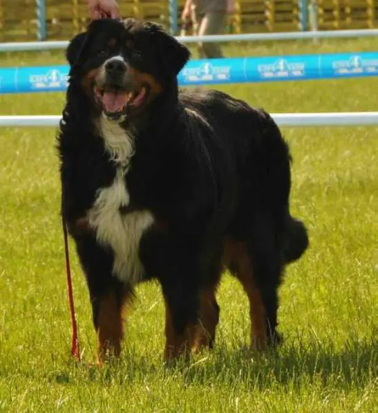 Merlin