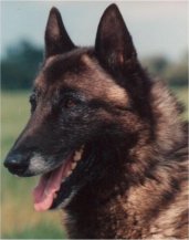 Arak du Colombophile (Malinois)