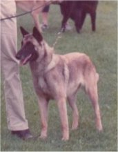 Sabrefield Hope for me (Malinois)