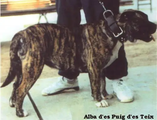 Alba D'Es Puig Des Teix