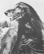 Javelin of Camri