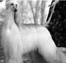 Legend the White Doe