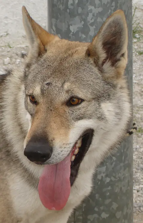 Boss 2 Du Center Club Moloss Wolf