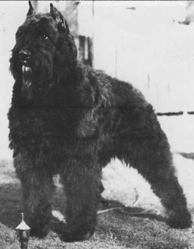 Monsin Ilya v.h. Woudseind