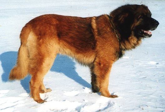 Assan Zorden
