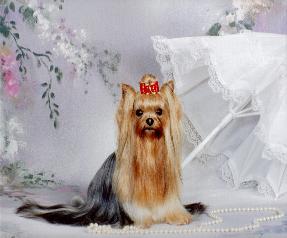 Debonair's Diamond N The Ruff