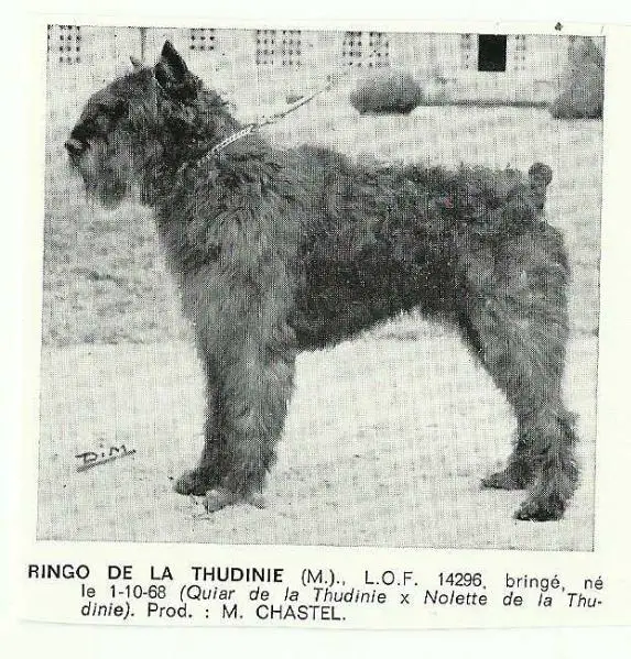 Ringo de la Thudinie