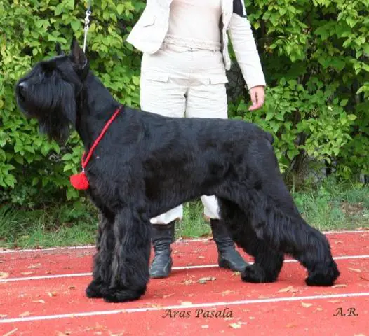 Aras Pasala