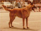 Cargo van Bouwelhei (Malinois)