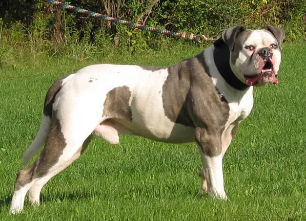 CCK's Dick the Bruiser PH-0.45/0.36