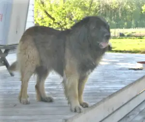 SterlingDen Bruin Lionshare