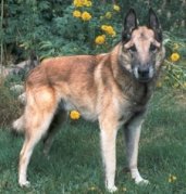 Harald van Balderlo (Malinois)