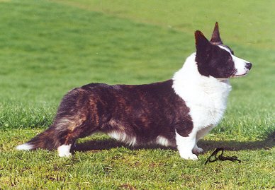 Burnt corgi sales