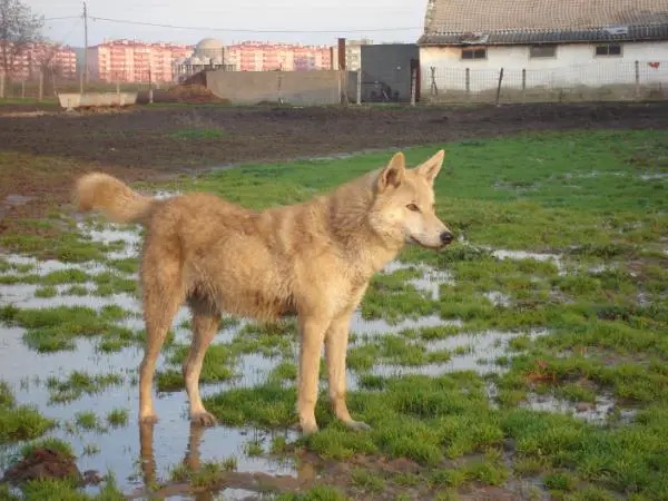 Sarik Canis Lupus