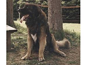Bjorn v. Lowengarten