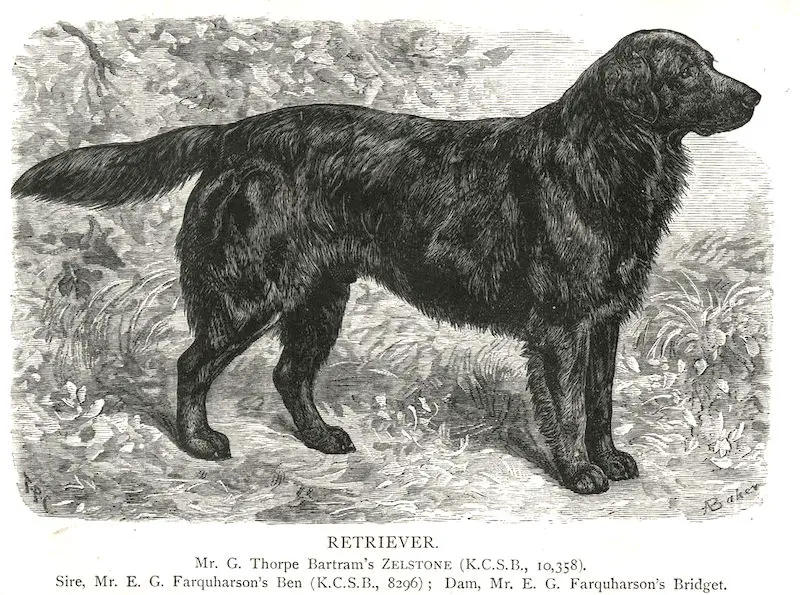 Zelstone [Mr. G. Thorpe Bartram's]
