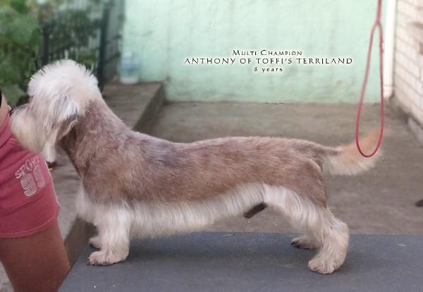Anthony of Toffi's Terriland