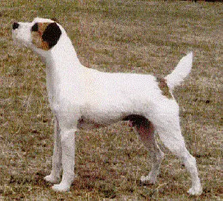 Howlbeck Piper