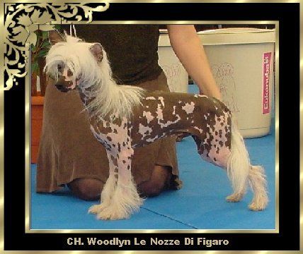 Woodlyn Le Nozze Di Figaro