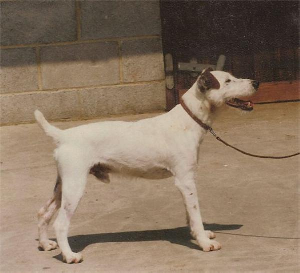 Rascal of the Meynell